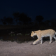 Credit: Will Burrard-Lucas/WWF-US.